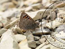 Каллимах 001